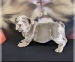 Small Photo #1 English Bulldog Puppy For Sale in PITTSBURGH, PA, USA