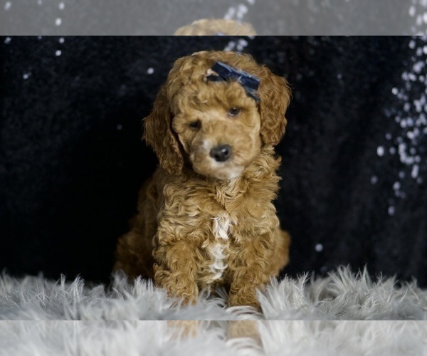 Medium Photo #4 Goldendoodle (Miniature) Puppy For Sale in WARSAW, IN, USA