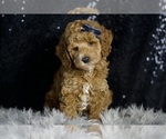 Small Photo #4 Goldendoodle (Miniature) Puppy For Sale in WARSAW, IN, USA