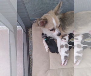 Mother of the Chihuahua puppies born on 04/22/2022
