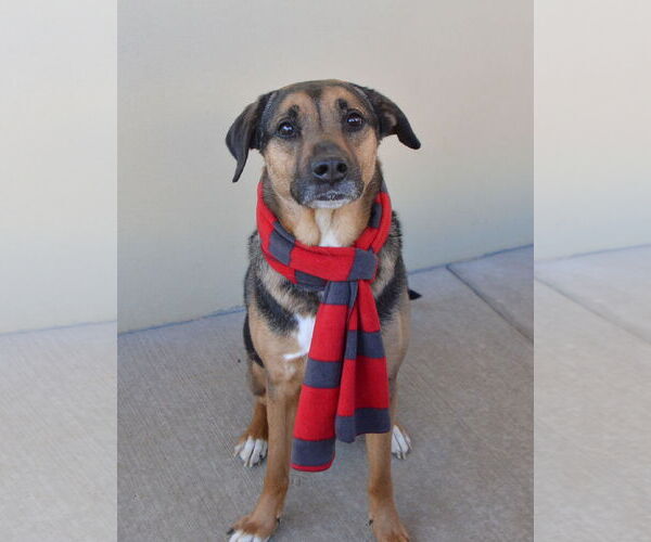 Medium Photo #1 Rottweiler-Unknown Mix Puppy For Sale in McKinney, TX, USA