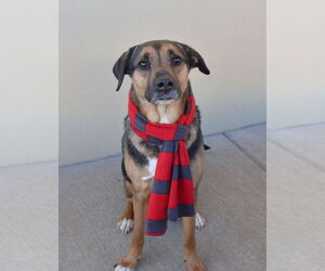 Rottweiler-Unknown Mix Dogs for adoption in McKinney, TX, USA