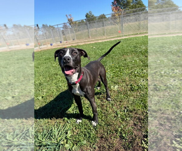 Medium Photo #2 American Staffordshire Terrier-Unknown Mix Puppy For Sale in Pierceton , IN, USA