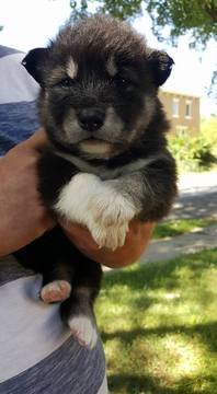 Medium Photo #1 Alaskan Malamute Puppy For Sale in SAINT JOSEPH, MO, USA