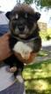 Small Photo #1 Alaskan Malamute Puppy For Sale in SAINT JOSEPH, MO, USA