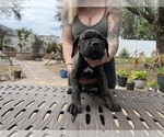 Small Photo #32 Cane Corso Puppy For Sale in LAND O LAKES, FL, USA