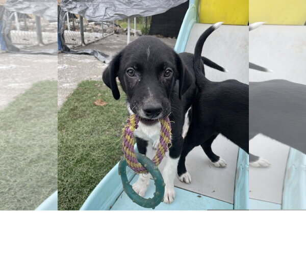 Medium Photo #1 Border Collie-Unknown Mix Puppy For Sale in Tracy City, TN, USA
