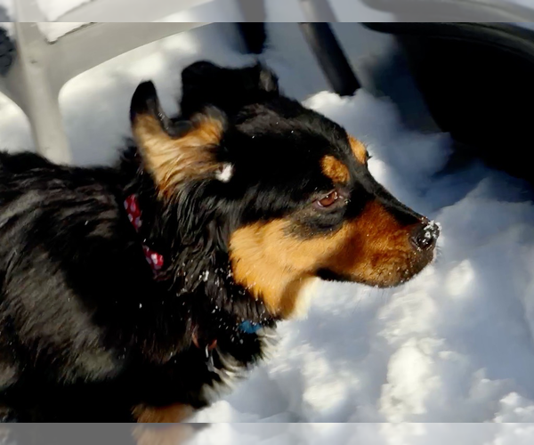 Medium Photo #2 Collie-Unknown Mix Puppy For Sale in Sandy, UT, USA