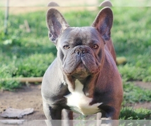 Mother of the French Bulldog puppies born on 02/20/2024