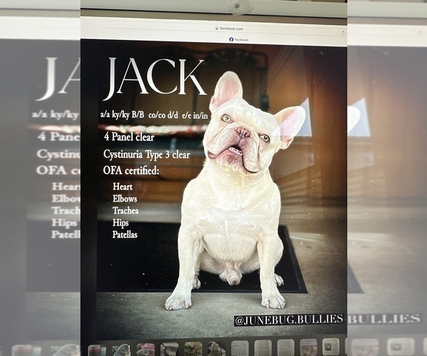 Medium Photo #1 French Bulldog Puppy For Sale in APTOS, CA, USA