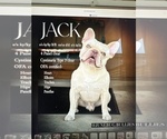 Small Photo #1 French Bulldog Puppy For Sale in APTOS, CA, USA