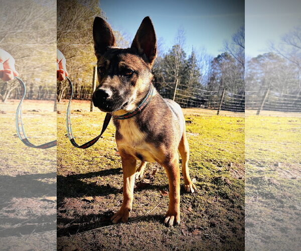 Medium Photo #6 German Shepherd Dog-Unknown Mix Puppy For Sale in Holly Springs, NC, USA