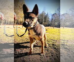 Small #5 German Shepherd Dog Mix