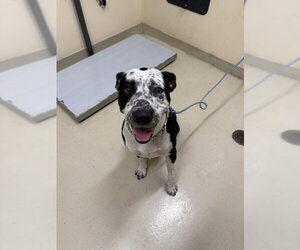 Mutt Dogs for adoption in Fremont, CA, USA