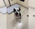 COCO - Female Mutt Dog for Adoption - Small photo