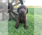 Small Photo #3 Labrador Retriever Puppy For Sale in ROYAL CITY, WA, USA