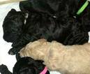 Small Photo #7 Goldendoodle Puppy For Sale in FREDERICKSBURG, VA, USA