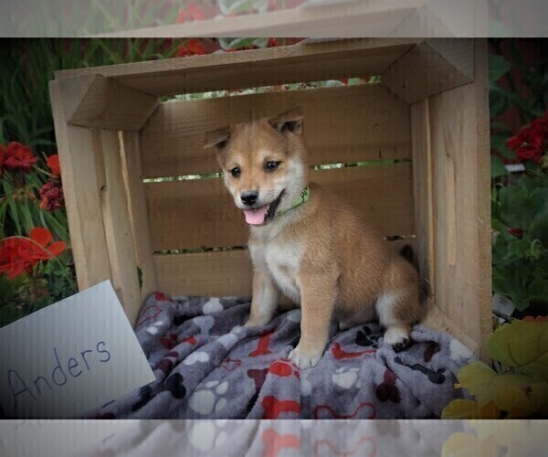 Medium Photo #3 Shiba Inu Puppy For Sale in LUBLIN, WI, USA
