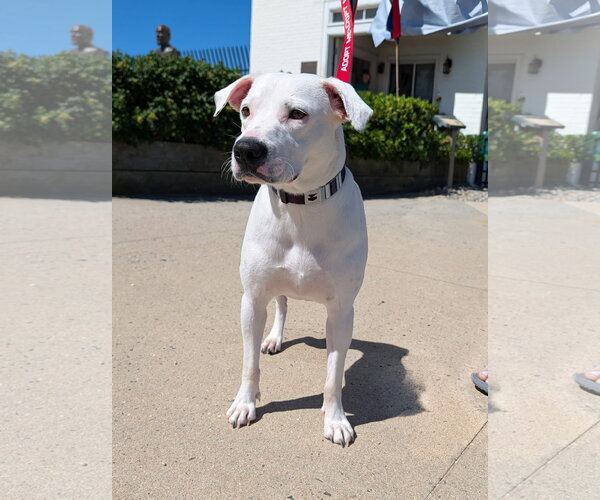 Medium Photo #12 American Staffordshire Terrier-Unknown Mix Puppy For Sale in Oakhurst, NJ, USA