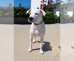 Small #11 American Staffordshire Terrier Mix