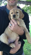 Goldendoodle Puppy for sale in CEDAR, MN, USA