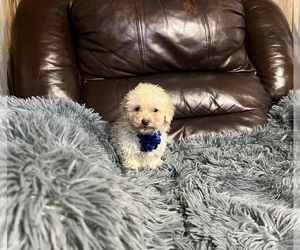Poodle (Toy) Puppy for sale in JEFFERSONVILLE, IN, USA