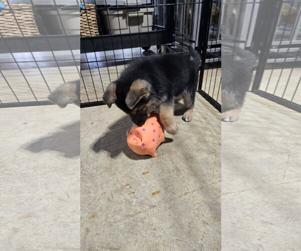 Medium Photo #6 German Shepherd Dog Puppy For Sale in Centreville, VA, USA