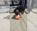 Small Photo #6 German Shepherd Dog Puppy For Sale in Centreville, VA, USA