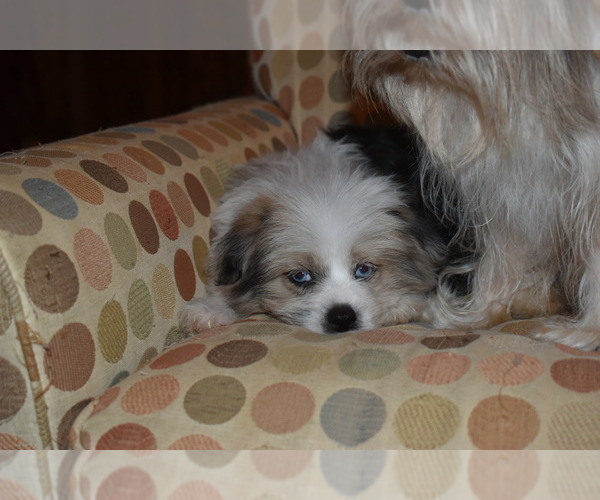 Medium Photo #23 Pom-Shi Puppy For Sale in DINWIDDIE, VA, USA
