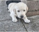Puppy Orange Labrador Retriever