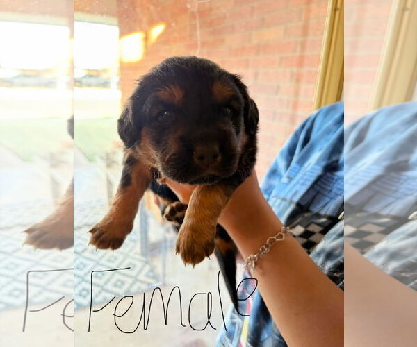 Medium Photo #1 Golden Retriever-Unknown Mix Puppy For Sale in Grafton, WI, USA