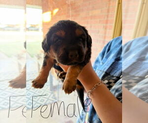 Golden Retriever-Unknown Mix Dogs for adoption in Grafton, WI, USA