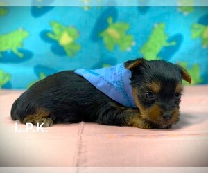 Yorkshire Terrier Puppy for sale in WINNSBORO, LA, USA