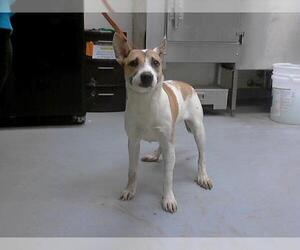 American Pit Bull Terrier-Siberian Husky Mix Dogs for adoption in Fayetteville, NC, USA