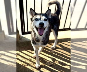Siberian Husky Dogs for adoption in Riverside, CA, USA