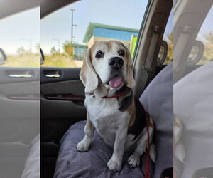 Turbo - Male Beagle Dog for Adoption - Photo #3