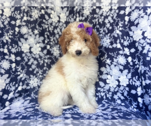 Medium Photo #9 Cavapoo Puppy For Sale in LAKELAND, FL, USA