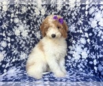 Small #8 Cavapoo