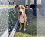 Small #1 American Pit Bull Terrier Mix