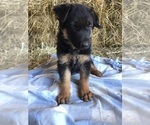Small Photo #4 German Shepherd Dog Puppy For Sale in BOWLING GREEN, KY, USA