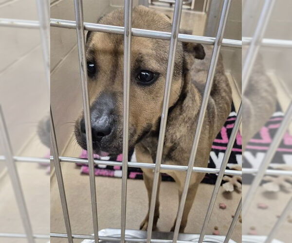 Medium Photo #1 American Pit Bull Terrier-Chinese Shar-Pei Mix Puppy For Sale in Decatur, IL, USA