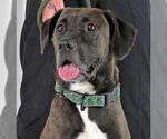 Small #1 Labrador Retriever Mix