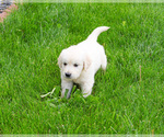Small #1 English Cream Golden Retriever