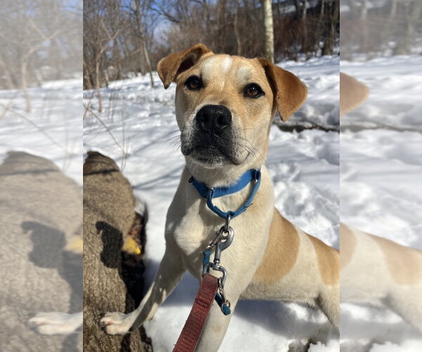 Medium Photo #12 Mutt Puppy For Sale in Elmsford, NY, USA