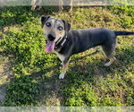 Small #1 Catahoula Leopard Dog Mix