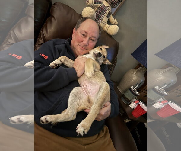 Medium Photo #14 German Shepherd Dog-Unknown Mix Puppy For Sale in Holly Springs, NC, USA