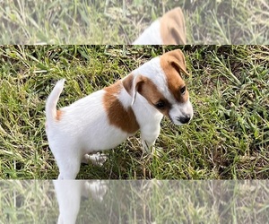 Jack Russell Terrier Puppy for sale in NASHVILLE, NC, USA