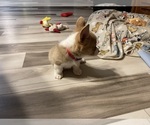 Small #4 Pembroke Welsh Corgi
