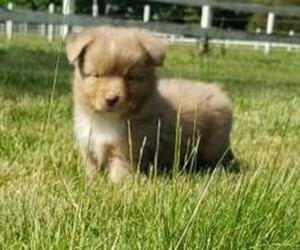 Miniature Australian Shepherd Puppy for sale in MILTON, WI, USA