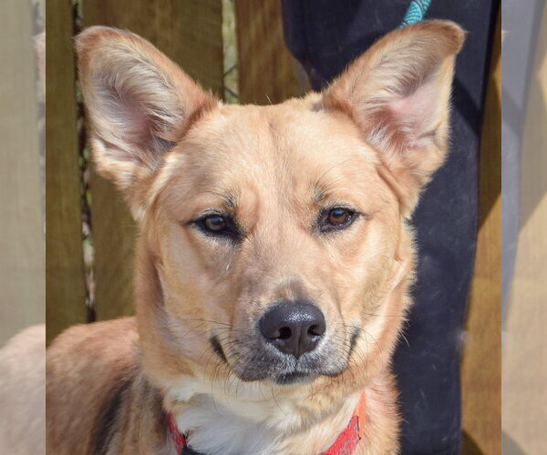 Medium Photo #1 Collie-German Shorthaired Pointer Mix Puppy For Sale in Huntley, IL, USA